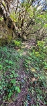 Plants: image 76 Of 208 Thumb